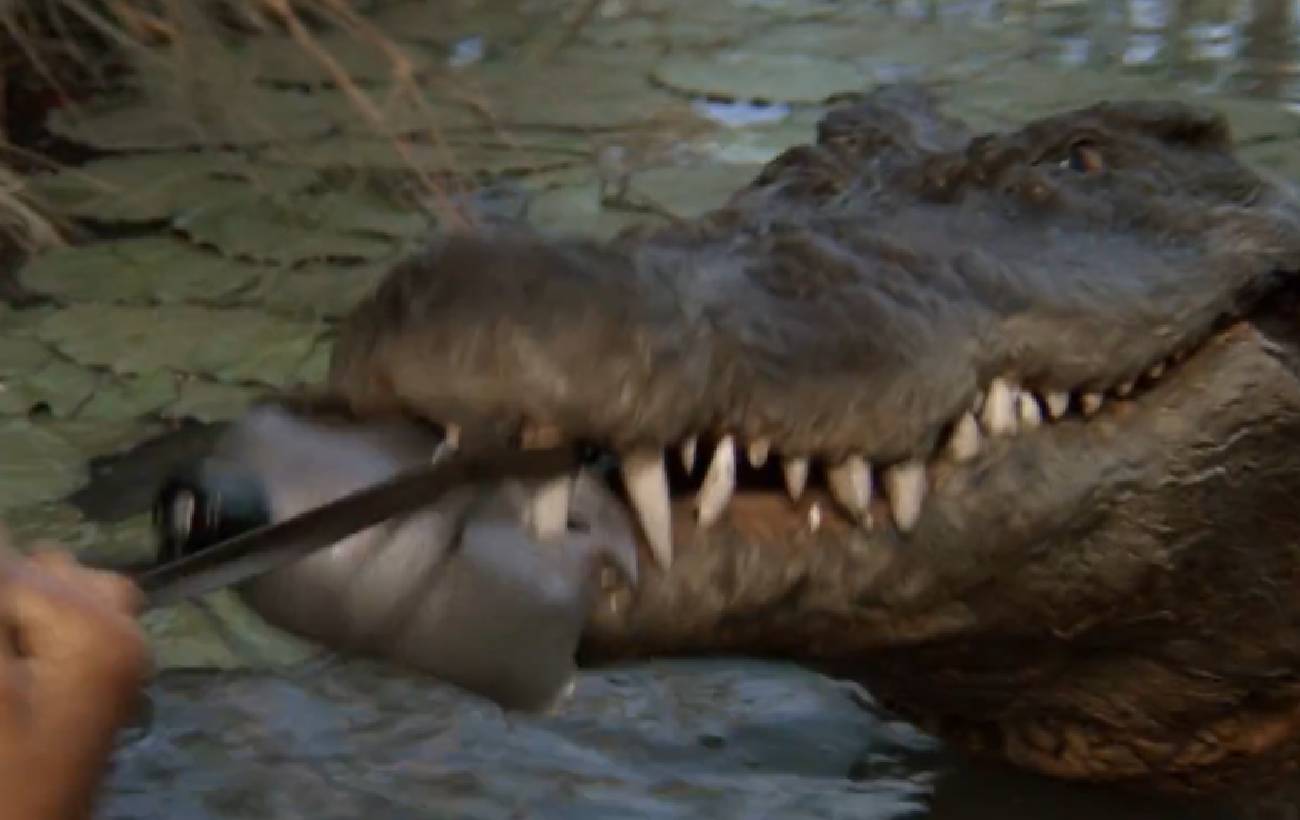 Умер гигантский крокодил-киноактер: фильмом 80-х с его участием восхищались все